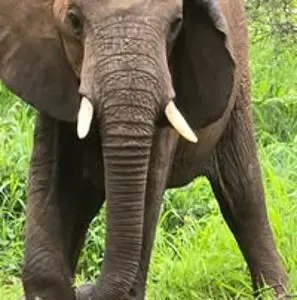 Amarentia Van Rooyen